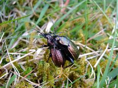 Carabus arvensis