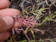 Lomatium