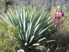 Furcraea