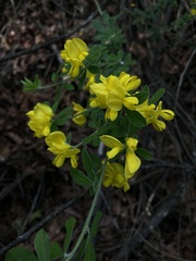 Genista