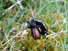 Carabus arvensis