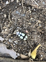 Omophoita octoguttata
