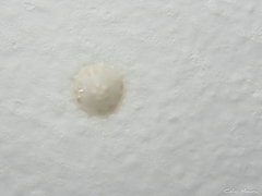 Cithaeron praedonius