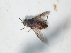 Hybomitra