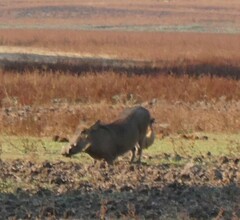 Phacochoerus africanus