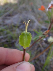Fritillaria affinis
