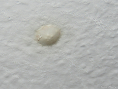 Cithaeron praedonius