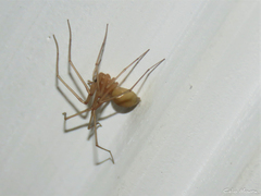 Cithaeron praedonius
