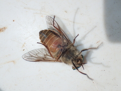Hybomitra