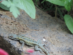 Sceloporus anahuacus