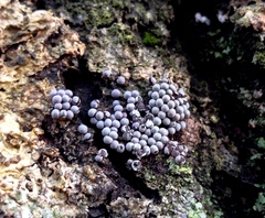 Badhamia utricularis