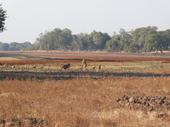 Phacochoerus africanus