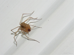Cithaeron praedonius