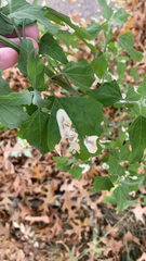 Chrysoesthia sexguttella