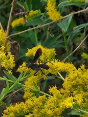 Aculeata