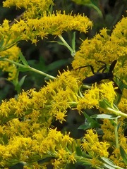 Aculeata