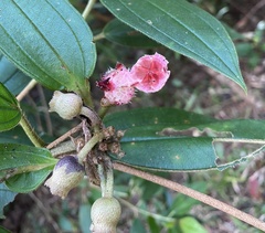 Osbeckia chinensis