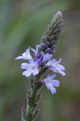 Verbena xutha