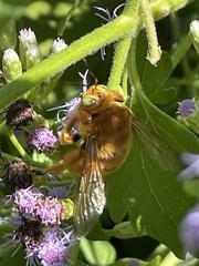 Xylocopa griswoldi