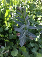 Gratiola officinalis