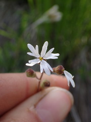 Lithophragma