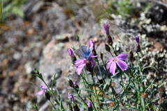 Dianthus repens
