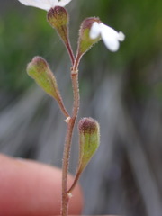 Lithophragma