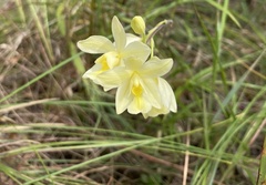 Spathoglottis eburnea