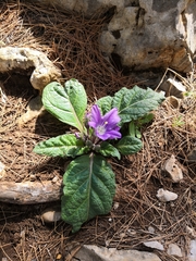 Mandragora autumnalis