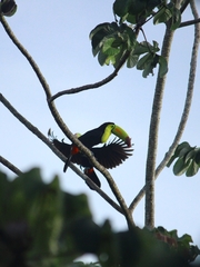 Ramphastos sulfuratus