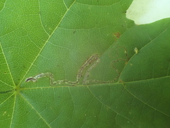 Stigmella aceris