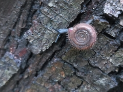 Helicodonta obvoluta