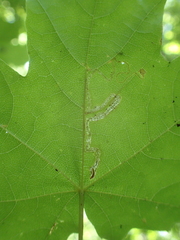 Stigmella aceris