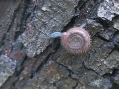 Helicodonta obvoluta