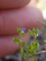 Veronica verna