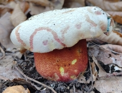 Rubroboletus