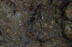 Odontomachus chelifer