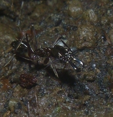 Odontomachus chelifer