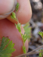Veronica verna