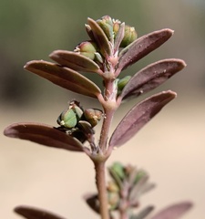 Euphorbia abramsiana
