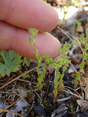 Veronica verna