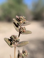 Euphorbia abramsiana