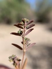 Euphorbia abramsiana