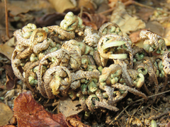 Selaginella convoluta
