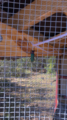 Stenaspis verticalis