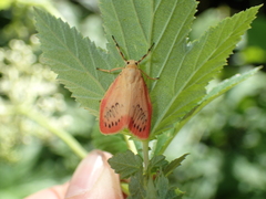 Miltochrista miniata