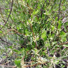 Cryptolepis oblongifolia