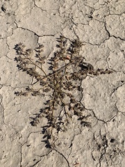 Euphorbia abramsiana