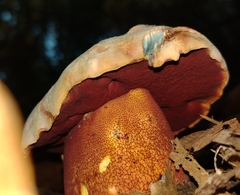 Rubroboletus