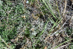 Artemisia borealis